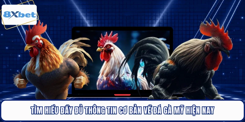 Tìm hiểu đầy đủ thông tin cơ bản về đá gà Mỹ hiện nay 